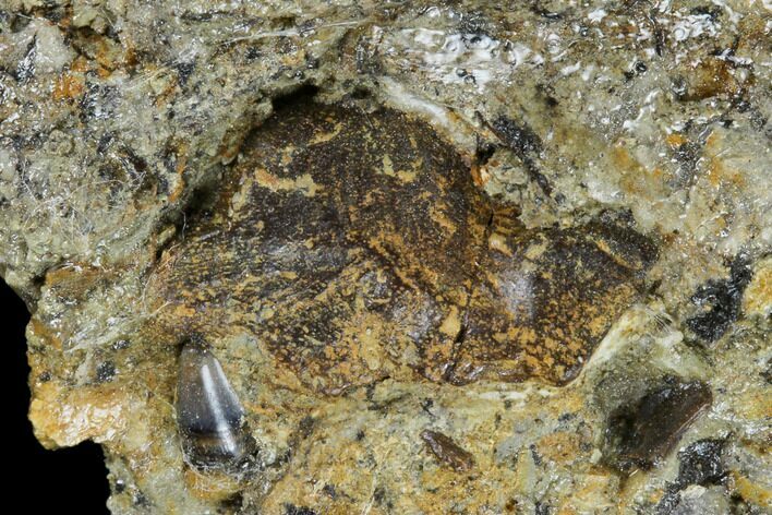 Cretaceous Fish Tooth With Bone Fragment- Aguja Formation, Texas #116718